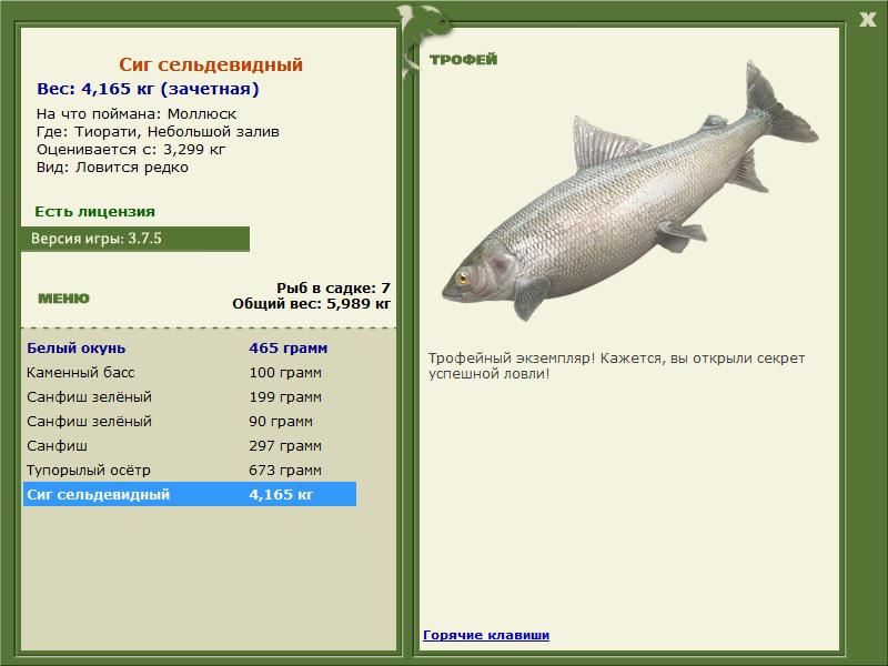 Сиг сельдевидный 
