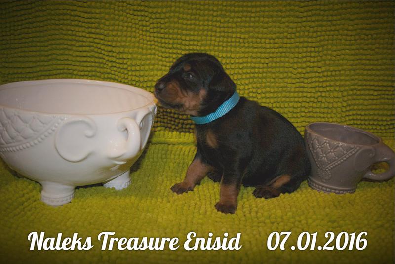  Просмотр темы - Е-шечки!