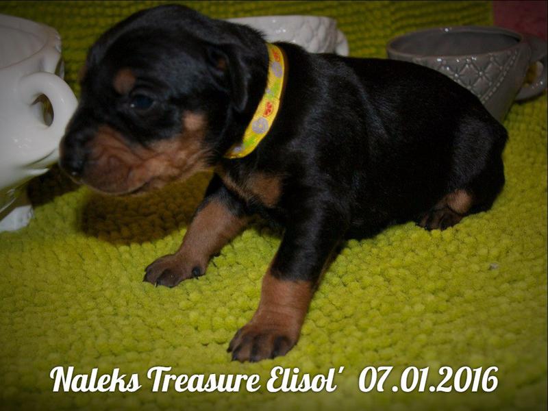  Просмотр темы - Е-шечки!