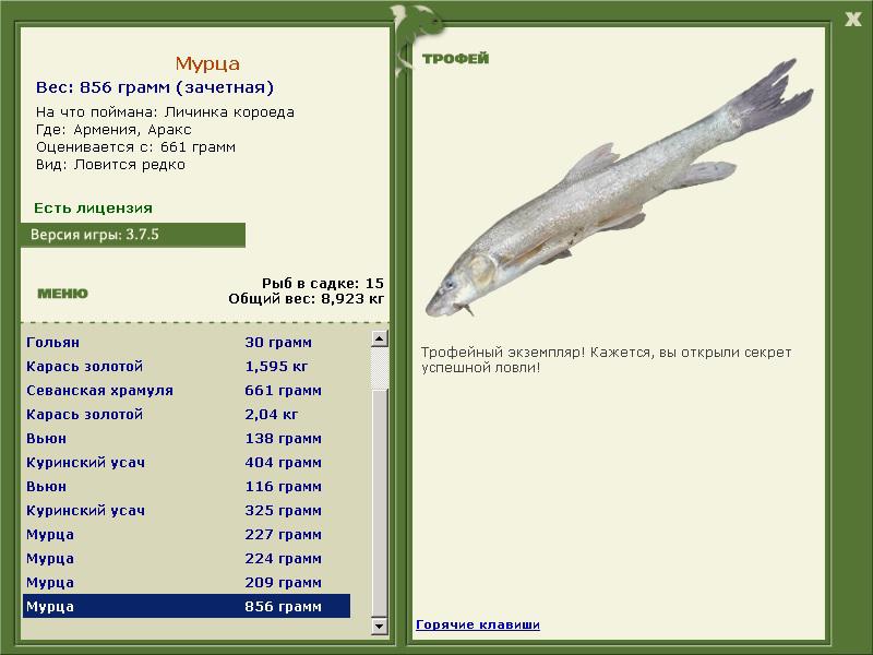 Мурца 