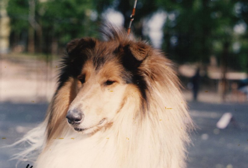  Колли в Жемчужине Кузбасса (г.Прокопьевск)