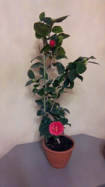 Коробейники 