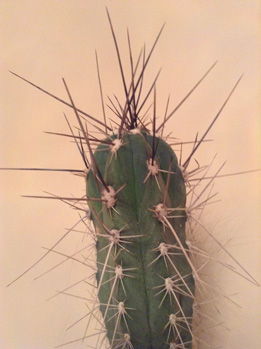 Коробейники 