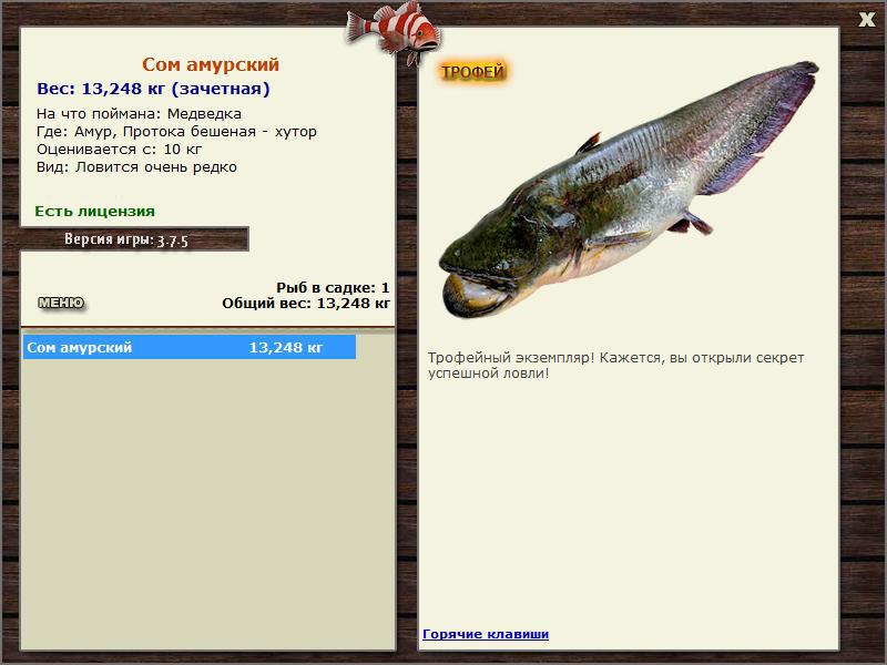 Сом Амурский 