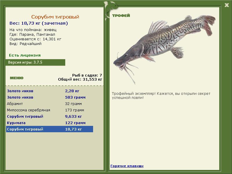 Сорубим тигровый 