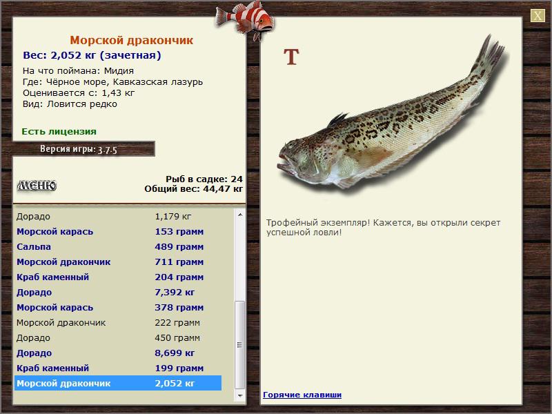 Морской дракончик 