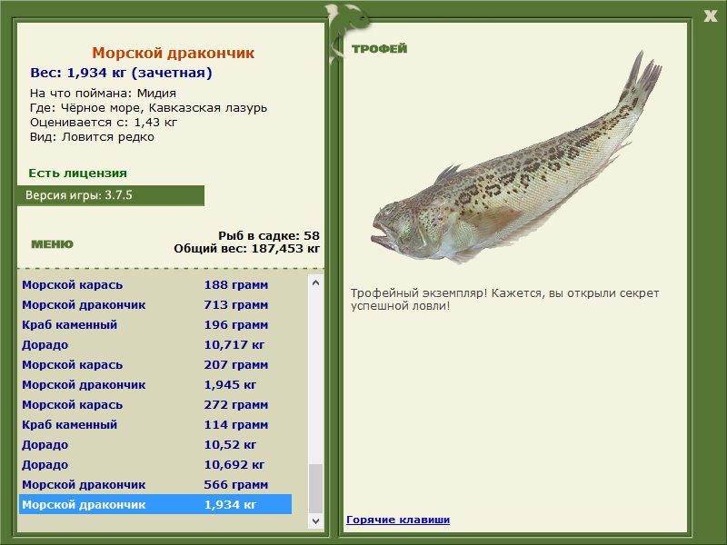 Морской дракончик 