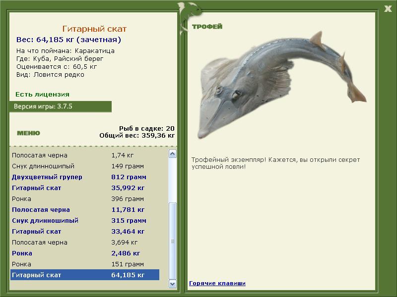 Гитарный скат 
