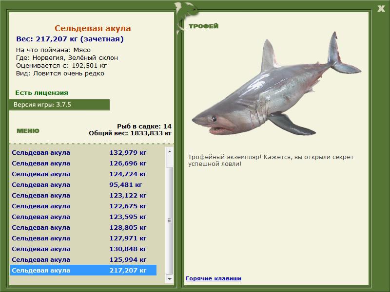 Сельдевая акула 