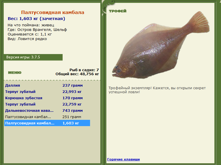Палтусовидная камбала 