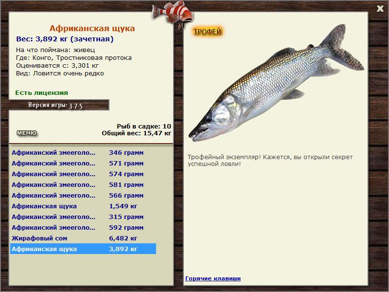Африканская щука 