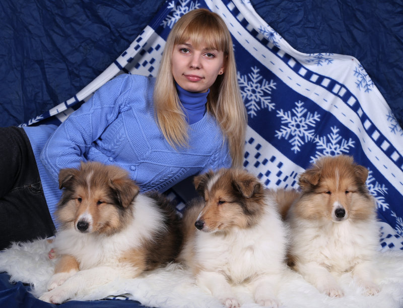  Соболиный колли-мальчик из \\