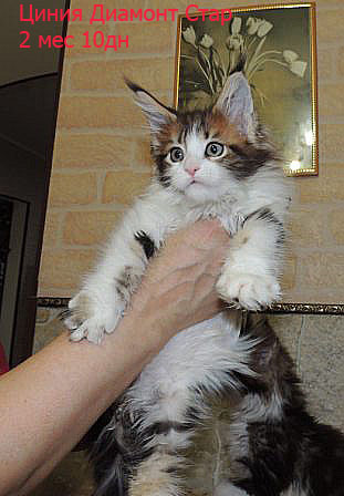 Котята Менй куны 