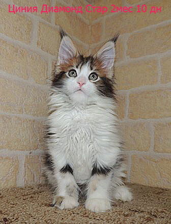 Котята Менй куны 