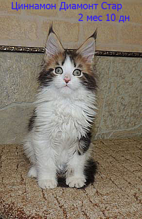 Котята Менй куны 