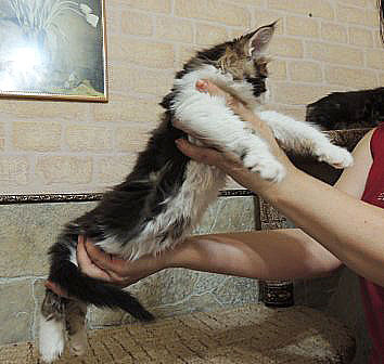 Котята Менй куны 