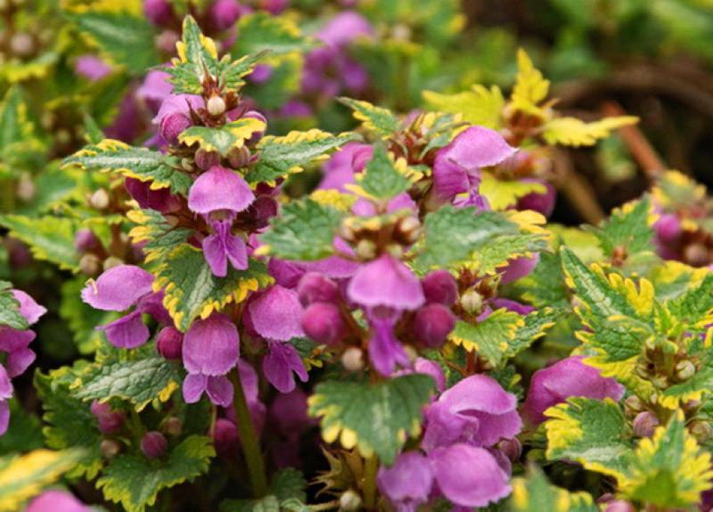 lamium anne greenaway