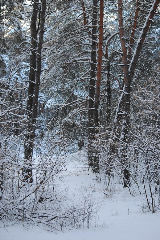 Клуб любителей фотографии 