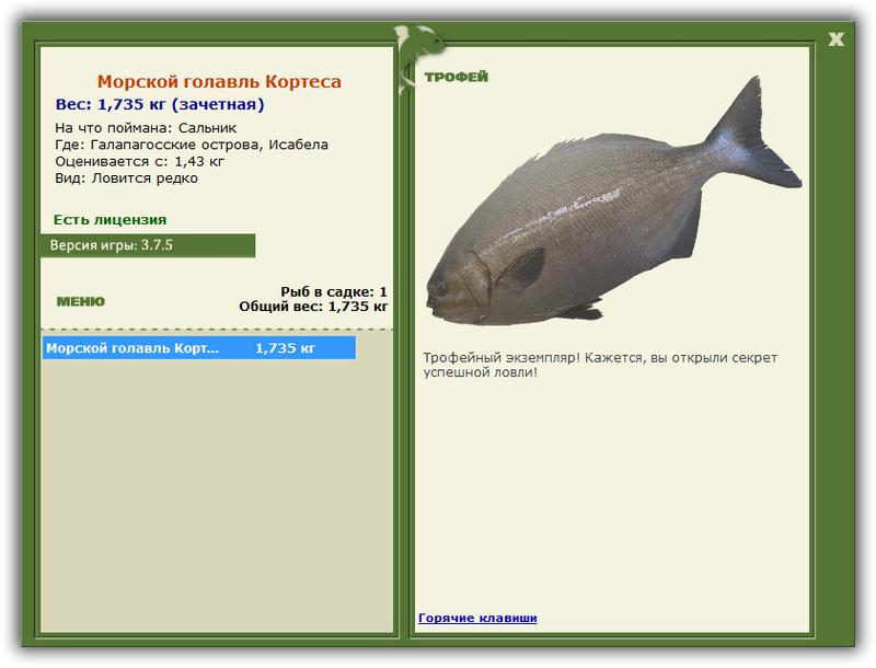Морской голавль Кортеса 