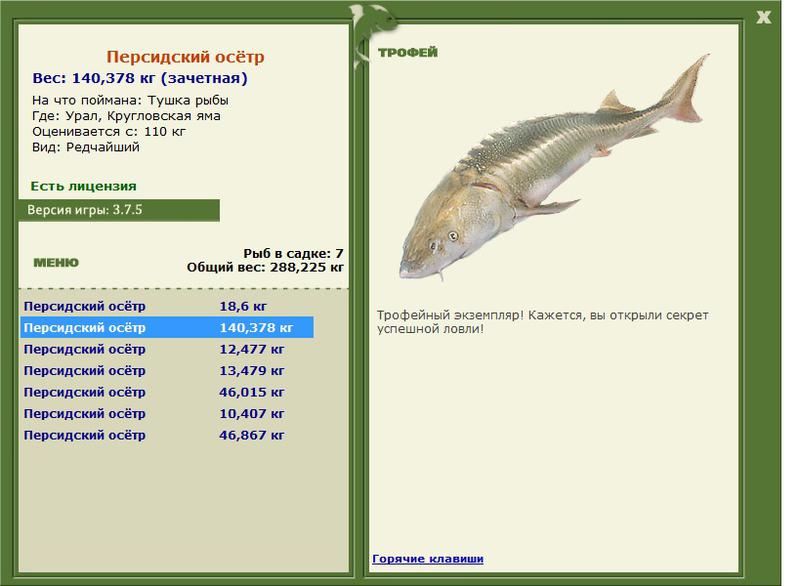 Персидский осётр 