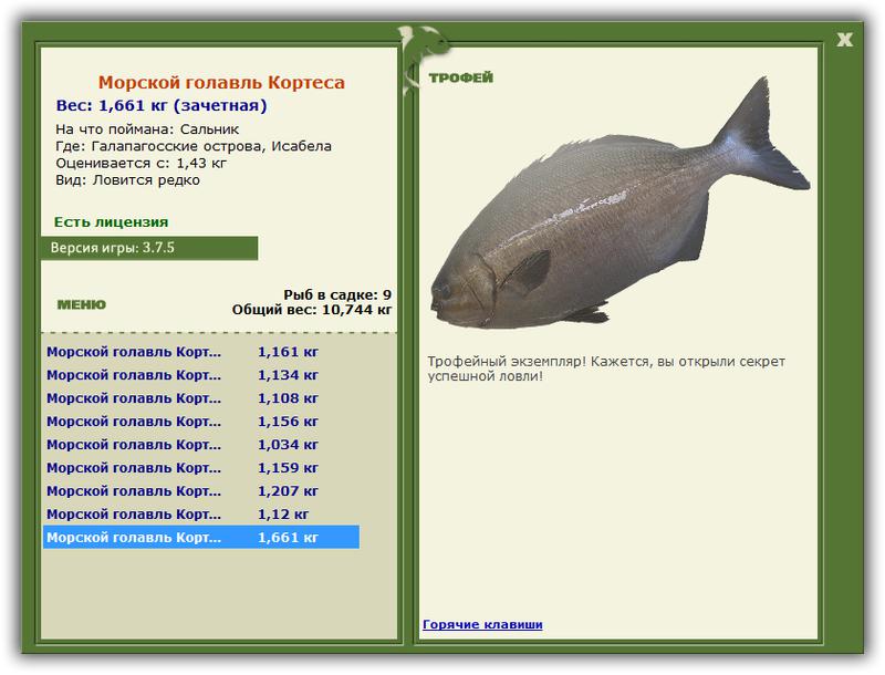 Морской голавль Кортеса 