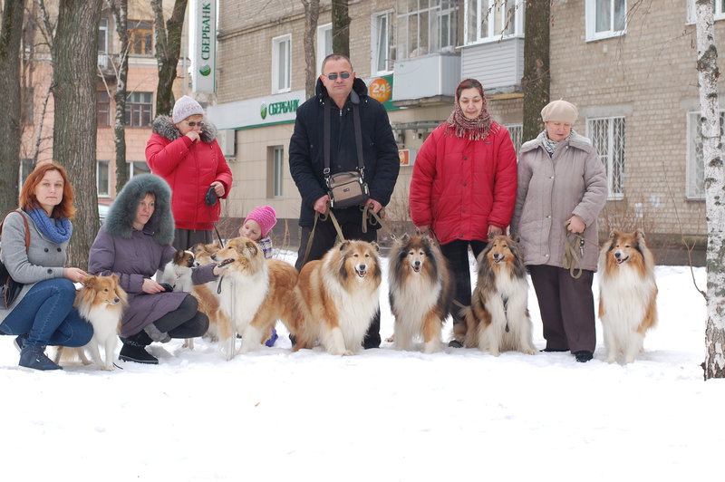  Моно колли Воронеж 6/02/2016
