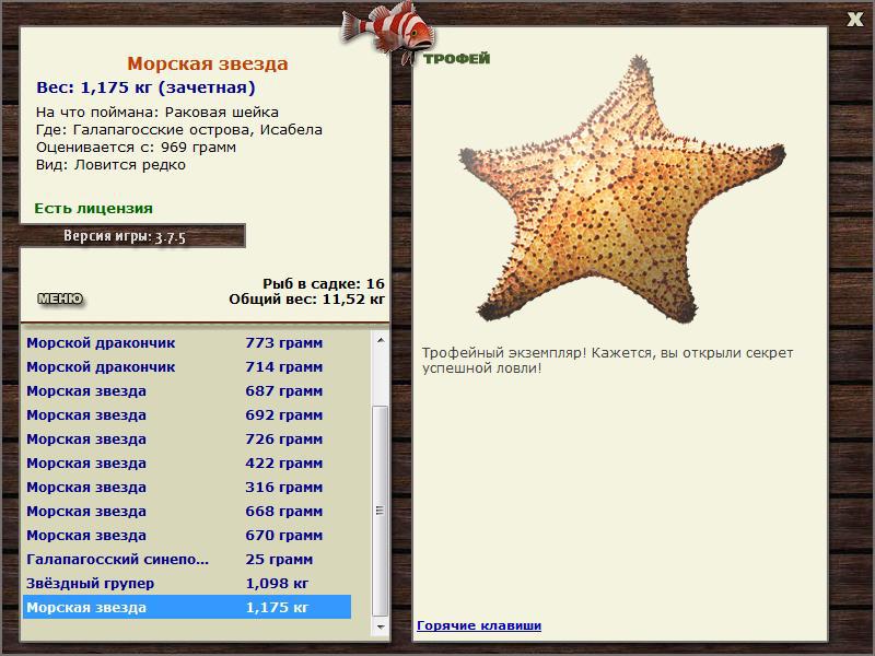 Морская звезда 