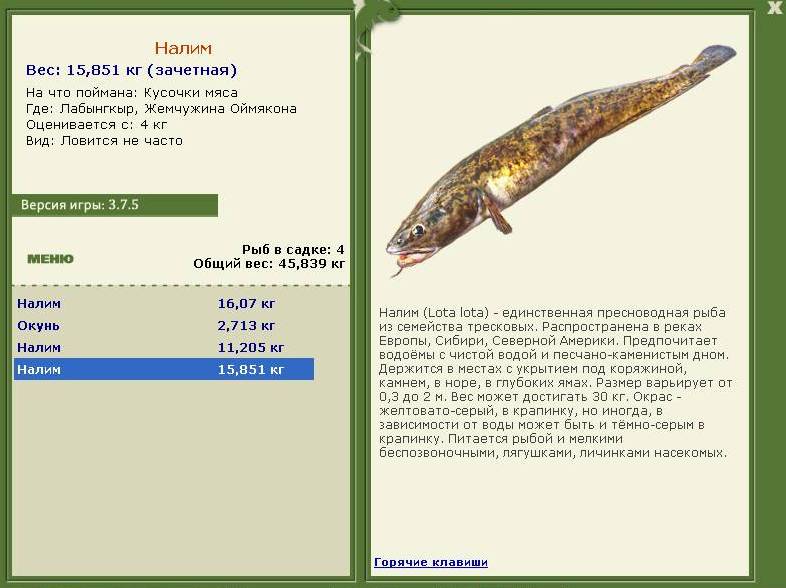 турниры • РУССКАЯ РЫБАЛКА