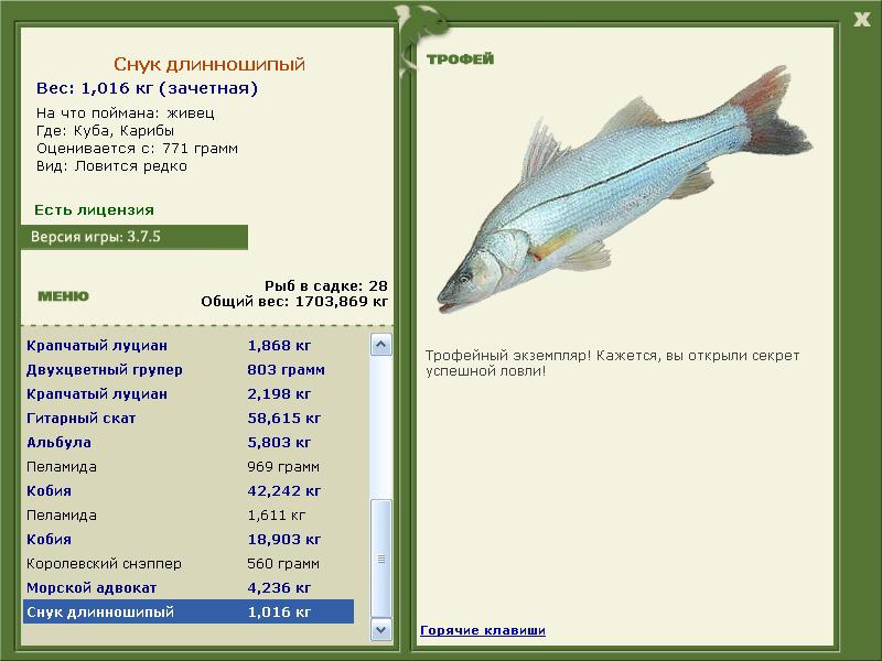 Снук длинношипый 