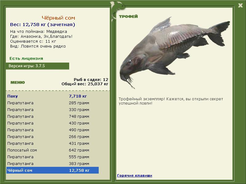 Чёрный сом 