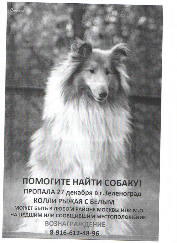 ФОРУМ ЛЮБИТЕЛЕЙ КОЛЛИ И ШЕЛТИ 