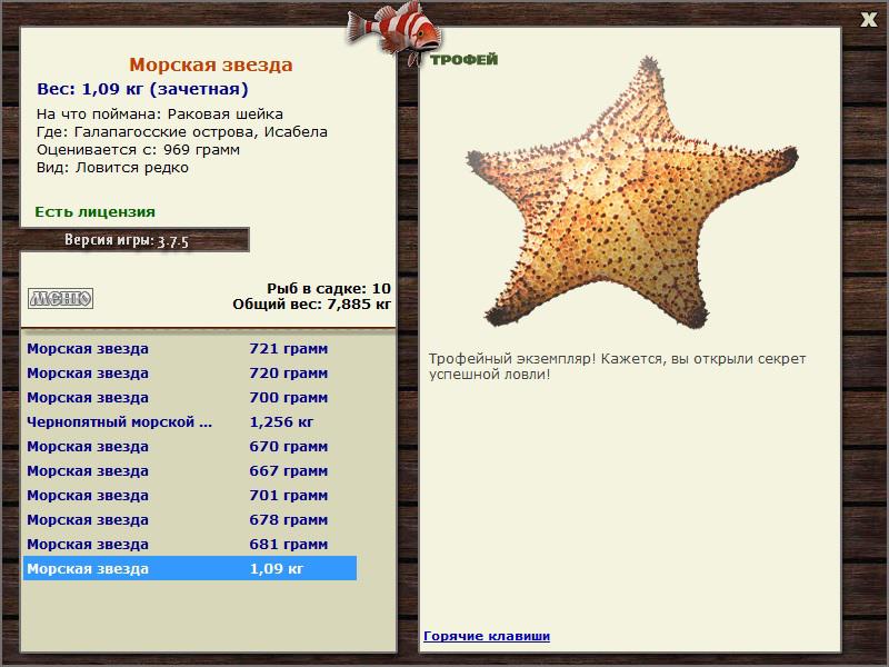 Морская звезда 