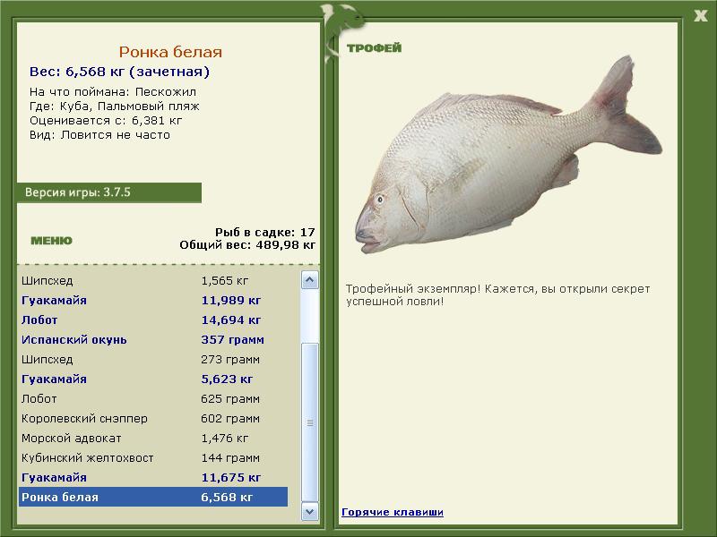 Ронка белая 