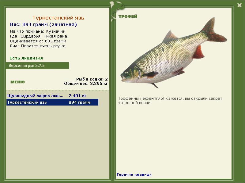 Туркестанский язь 