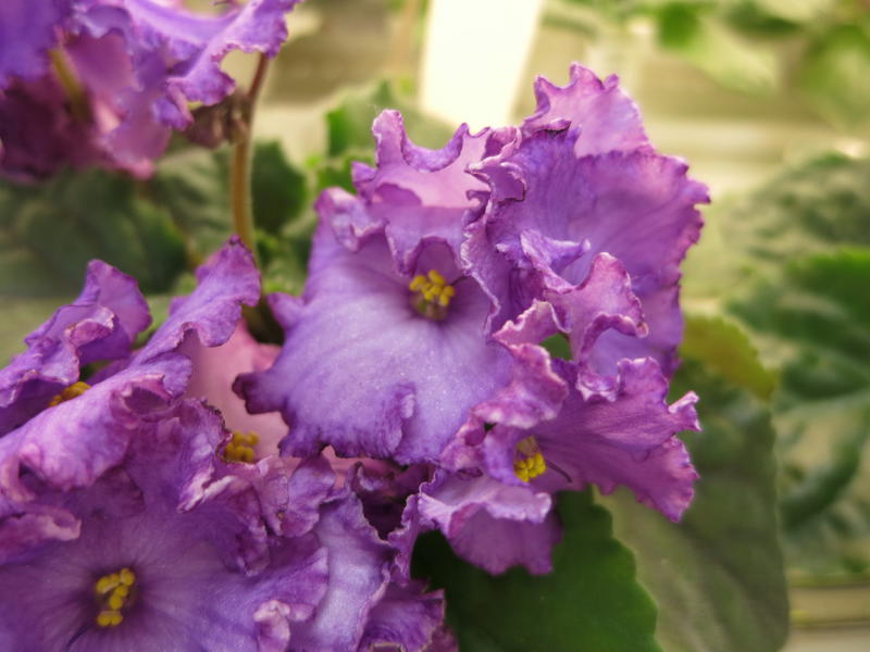 ПТ-Сумеречная Звезда (Т.Пугачева) • Фиалочный Островок. Форум ...