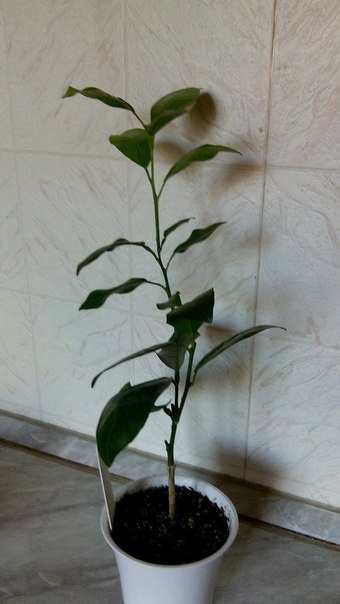 Коробейники 