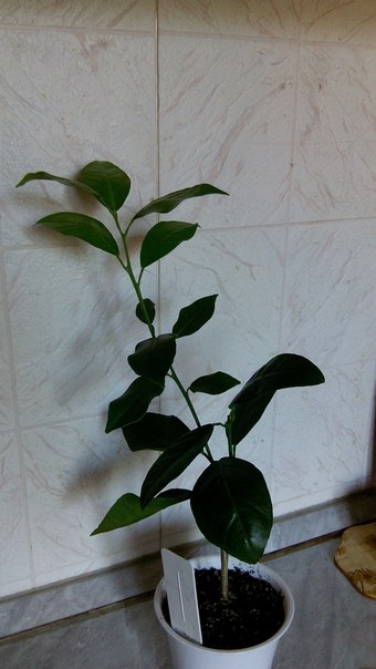 Коробейники 