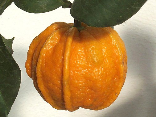 Коробейники 