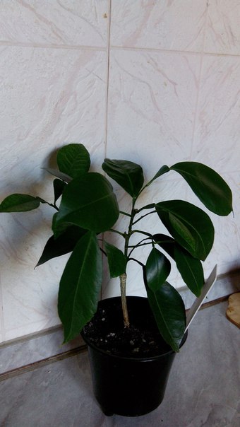 Коробейники 