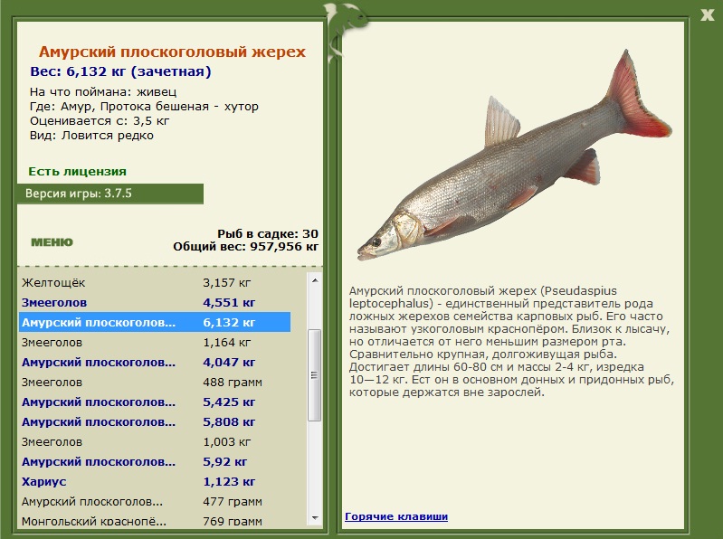 Амур 