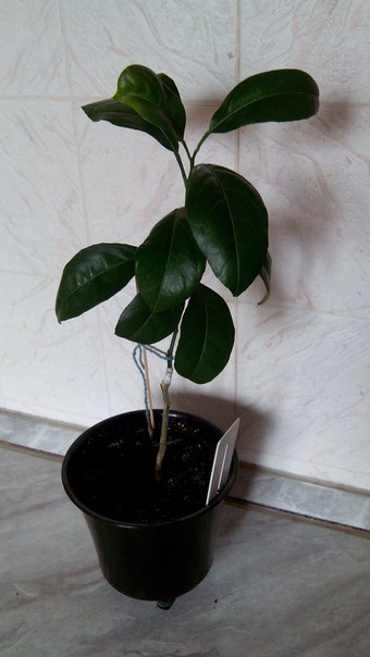 Коробейники 