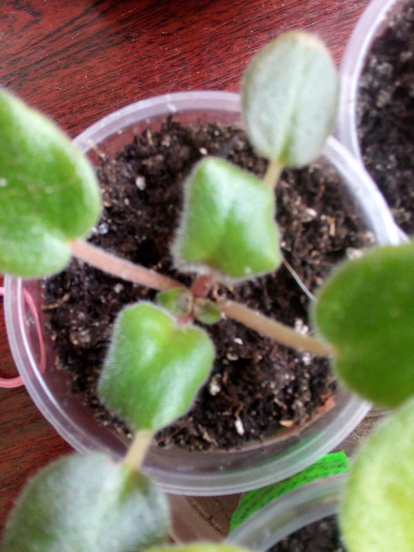 Фиалки Usumbaraveilchen African violet - Покажу пасынки стандартной фиалке Вот в
