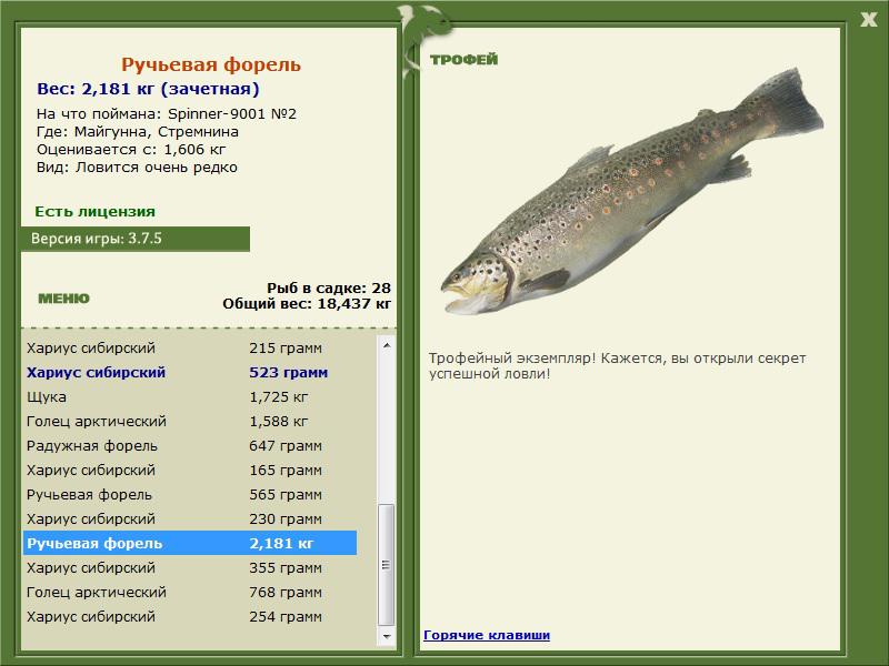 Ручьевая форель 