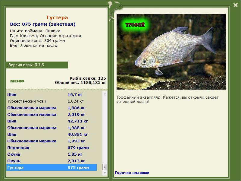 Густера 