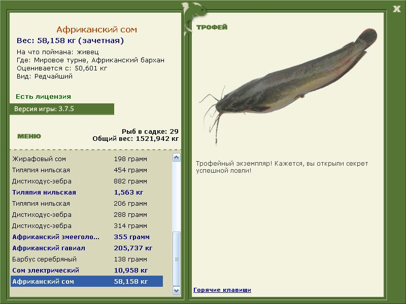 Африканский сом 