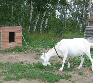  Козы, всё о них.