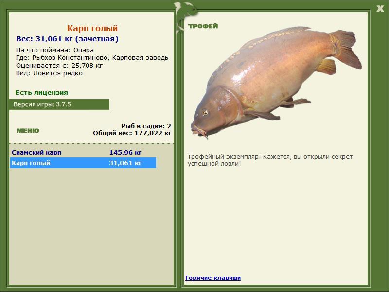 Карп голый 