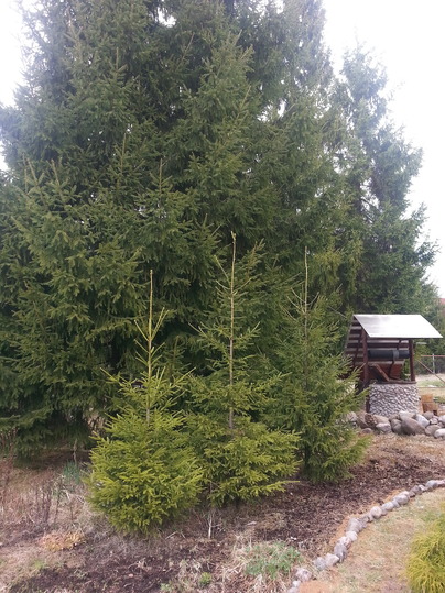 Размножение хвойных, посадка.