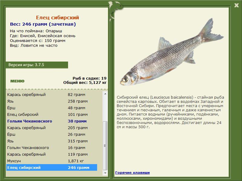 Енисейская осень 