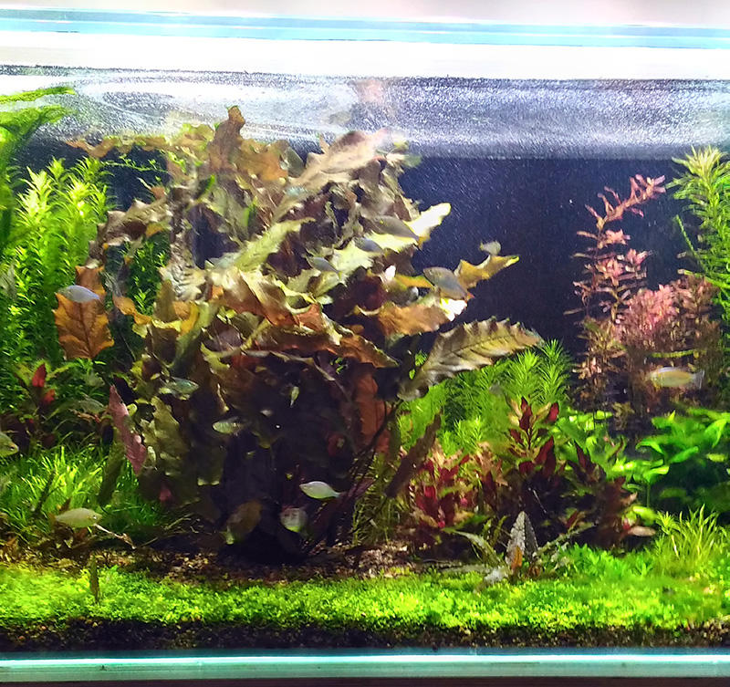 Форум аквариумистов 